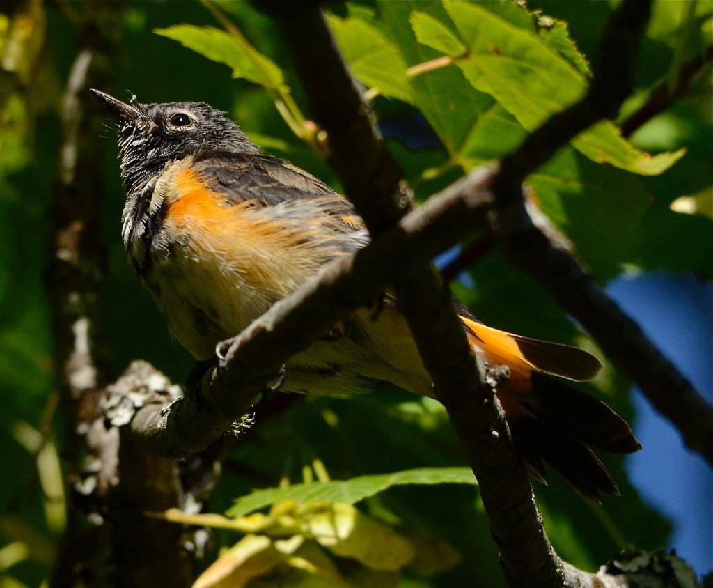 Juvenile American Redstart male. by corvidaceous is licensed under CC BY-NC-SA 2.0